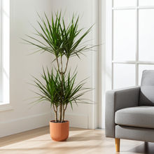 XL kamerplant - Dracaena Marginata - Pot Ø 21cm Hoogte ↕ 120cm
