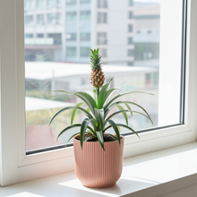Kamerplant - Ananas Mi Amigo - Pot Ø 14cm