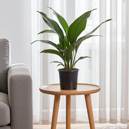 Kamerplant - Aspidistra Elatior - Schaduwplant - Pot Ø 13cm Hoogte ↕ 50cm