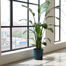 XL kamerplant - Strelitzia Nicolai - Pot Ø 30cm Hoogte ↕ 160cm