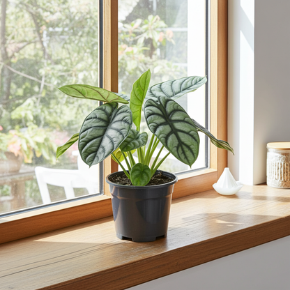 Kamerplant - Alocasia Nebula Silver Compacta - Ø 14cm ↕ 30cm
