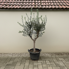XL plant - Olea Europaea 'Cultivo' - Pot Ø 45cm Hoogte ↕ 230cm