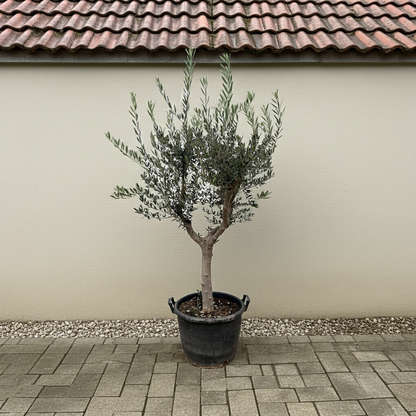 XL plant - Olea Europaea 'Cultivo' - Pot Ø 45cm Hoogte ↕ 230cm