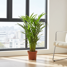 Kamerplant - Dypsis Lutescens - Pot Ø 17cm Hoogte ↕ 65cm