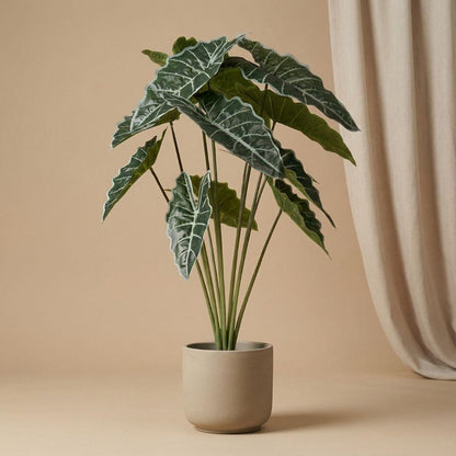 Kunstplant - Alocasia - Hoogte ↕ 80cm