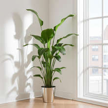 Kamerplant - Strelitzia Nicolai - Hoogte ↕ 35-250cm