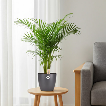XL Kamerplant - Dypsis Lutescens (Areca) - Pot Ø 24cm Hoogte ↕ 110cm