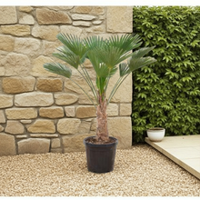 Buitenplant - Trachycarpus wagnerianus - Winterhard - Hoogte ↕ 130cm