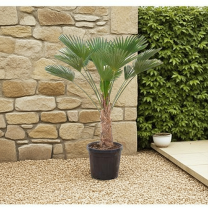 Buitenplant - Trachycarpus wagnerianus - Winterhard - Hoogte ↕ 130cm