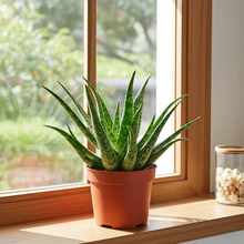 Kamerplant - Aloe Spider - Pot Ø 10,5cm Hoogte ↕ 15cm