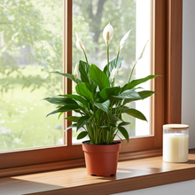 Kamerplant - Spathiphyllum Bingo Cupido - Pot Ø 12cm Hoogte ↕ 45cm