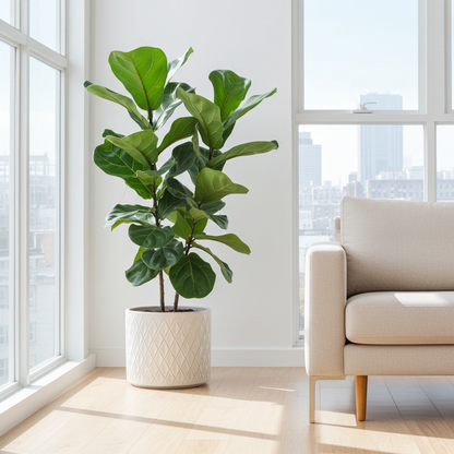 Kamerplant - Ficus Lyrata - Hoogte ↕ 30 - 230cm