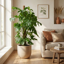 Kamerplant - Monstera Deliciosa - Hoogte ↕ 32-180cm