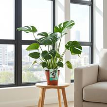 Kamerplant - Monstera Deliciosa - Pot Ø 19cm Hoogte ↕ 60cm