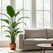 XL plant - Strelitzia Nicolai - Pot Ø 18cm Hoogte ↕ 130cm