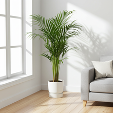 Kamerplant - Areca Palm - Pot Ø 21cm Hoogte ↕ 110cm