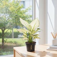Kamerplant - Aglaonema White Joy - Luchtzuiverend - Pot Ø 12cm Hoogte ↕ 35cm