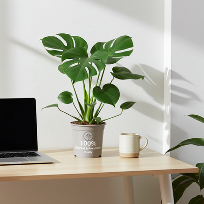 Kamerplant - Monstera Deliciosa - Hoogte ↕ 32-180cm