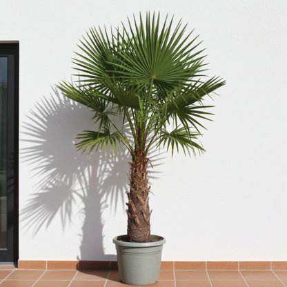 XL plant - Trachycarpus Fortunei - Winterhard - Pot Ø 40-55cm Hoogte ↕ 240-270cm
