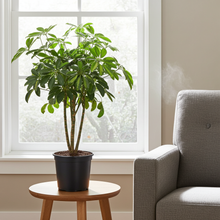 Kamerplant - Schefflera Gold Capella - Pot Ø 21cm Hoogte ↕ 75cm