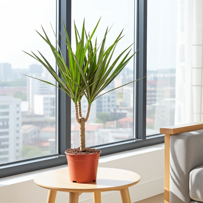 Kamerplant - Dracaena Marginata - Pot Ø 14cm Hoogte ↕ 55cm