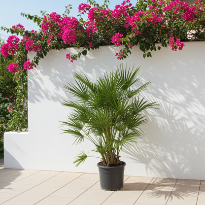 Buitenplant - Chamaerops humilis - Winterhard - Pot Ø 24cm Hoogte ↕ 130cm