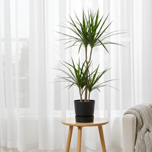 Kamerplant - Dracaena Marginata - Pot Ø 21cm Hoogte ↕ 120cm