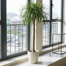XL kamerplant - Beaucarnea - Hoogte ↕ 200cm