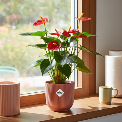 Kamerplant - Anthurium Red - Pot Ø 14cm Hoogte ↕ 12cm