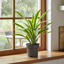 Kamerplant - Dracaena Fragrans Lemon Lime - Pot Ø 17cm Hoogte ↕ 40cm