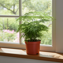 Kamerplant - Asparagus Setaceus - Pot Ø 12cm Hoogte ↕ 28cm