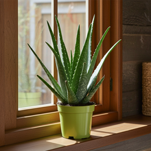 Kamerplant - Aloë Vera - Pot Ø 10,5cm Hoogte ↕ 35cm