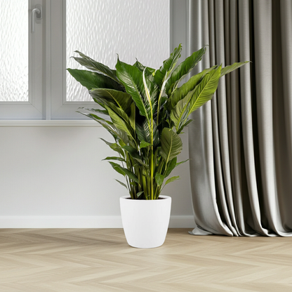 XL kamerplant - Spathiphyllum Sweet Sebastiano - Pot Ø 24cm Hoogte ↕ 110cm