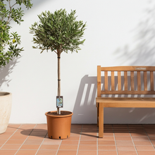 Buitenplant Olijfboom Olea - Mediterraan, Decoratief - Pot Ø 22cm Hoogte ↕ 100cm