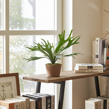 Kunstplant - Staghorn Fern Hertshoornvaren - Hoogte ↕ 50cm