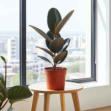 Kamerplant - Ficus Elastica Abidjan - Pot Ø 17cm Hoogte ↕ 55cm