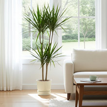 Kamerplant - Dracaena Marginata - Pot Ø 21cm Hoogte ↕ 120cm