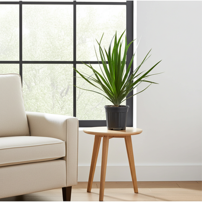 Kamerplant - Dracaena Draco - Pot Ø 24cm Hoogte ↕ 100cm