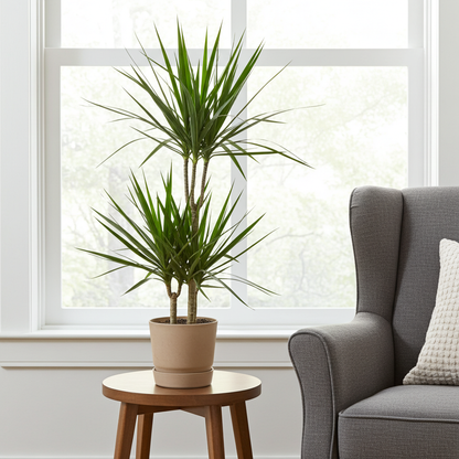 Kamerplant - Dracaena Marginata - Pot Ø 21cm Hoogte ↕ 120cm