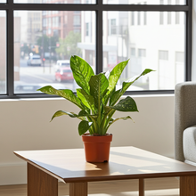 Kamerplant - Dieffenbachia Seguine 'Caiman' - Pot Ø 21cm Hoogte ↕ 75cm