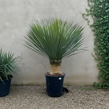 XL plant - Yucca rostrata - Pot Ø 45cm Hoogte ↕ 140cm