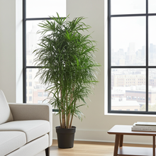 XL kamerplant - Dracaena Anita vertakt - Pot Ø 34cm Hoogte ↕ 160cm