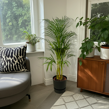 Kamerplant - Areca Palm - Pot Ø 21cm Hoogte ↕ 110cm