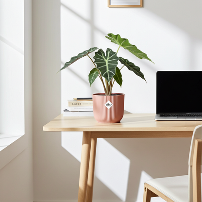 Kamerplant - Alocasia 'Polly' - Pot Ø 14cm