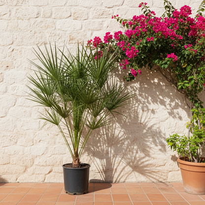 XL plant Chamaerops humilis op stam - Mediterrane Palm - Pot Ø 24cm Hoogte ↕ 160cm