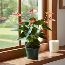 Kamerplant - Anthurium Sweet Dream - Pot Ø 12cm Hoogte ↕ 35cm