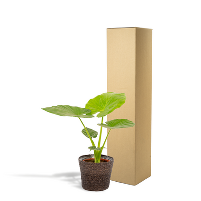 Kamerplant - Alocasia Macrorrhiza + Mand Igmar - Pot Ø 19cm Hoogte ↕ 70cm