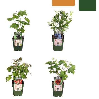 Buitenplant - BIO Fruitplanten mix - Set van 4 soorten