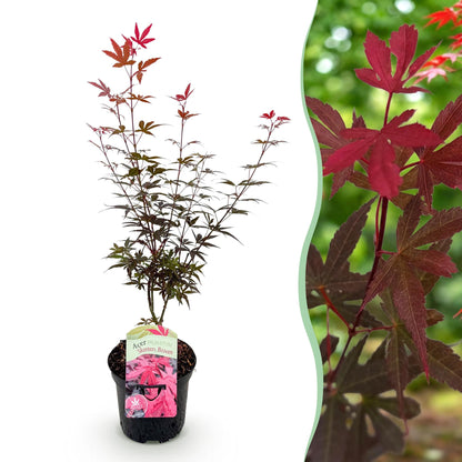 Buitenplant - Acer palmatum 'Skeeter's Broom' - Bladverliezend Paars - Pot Ø 19cm Hoogte ↕ 70cm