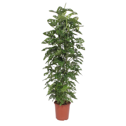 Kamerplant - Monstera Monkey Leaf - Gaasrek - Pot Ø 27cm Hoogte ↕ 180cm